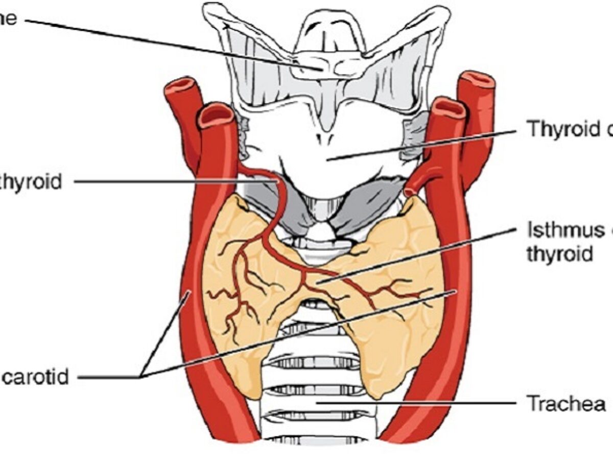taking iodine for thyroid