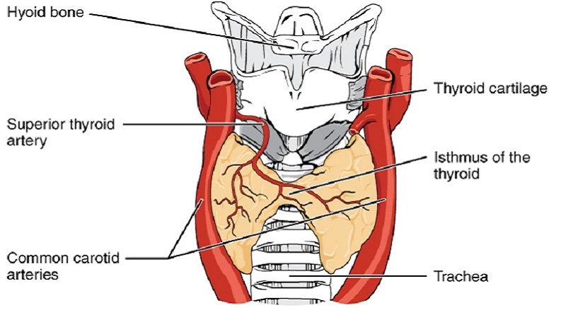 Thyroid Gland and Iodine Mineral Supplement