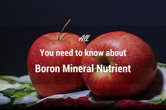 all-you-need-to-know-about-boron-mineral-nutrient