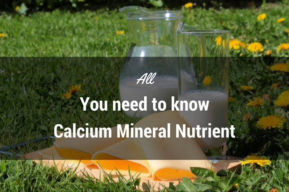 All you need to know about Calcium Mineral Nutrients