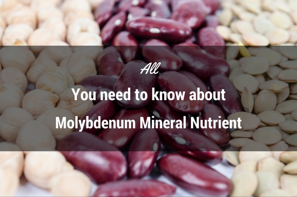 All you need to know about Molybdenum Mineral Nutrient