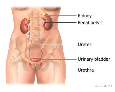 FEMALE URINARY TRACT