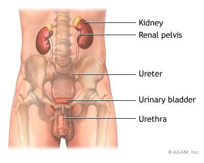 MALE URINARY TRACT