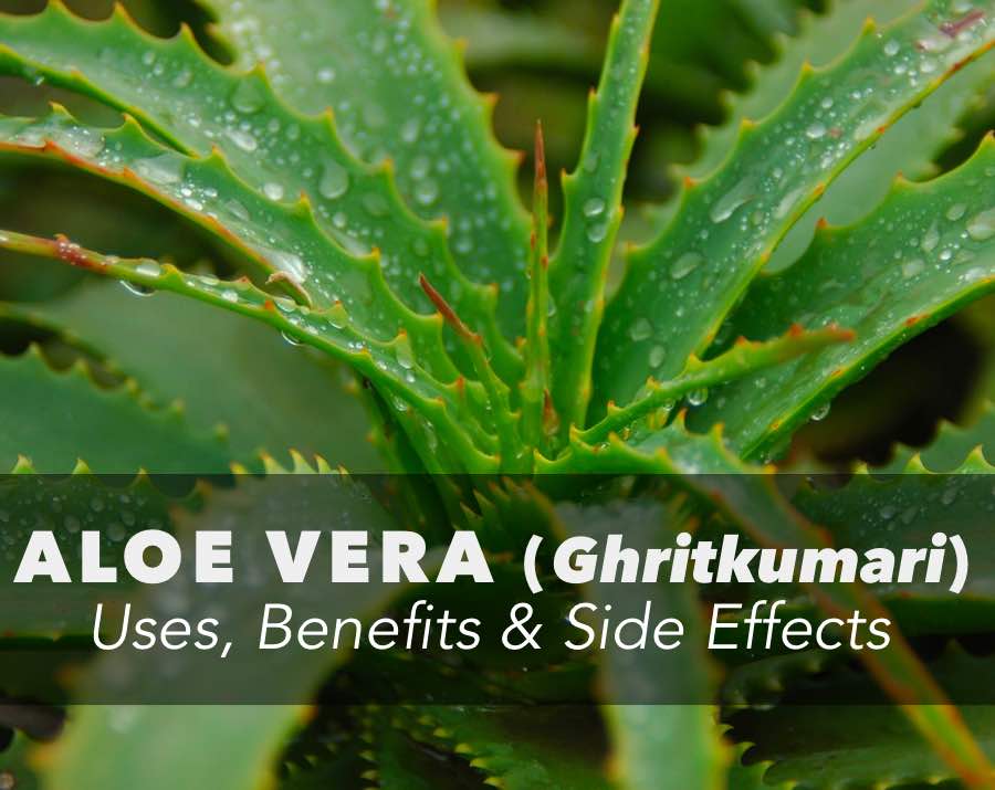 Aloe Vera Gel, Juice and its Uses, Benefits & Side-effects