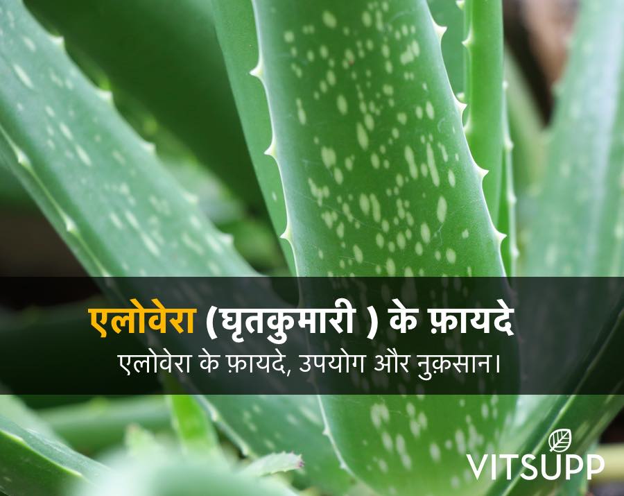 एलोवेरा (घृतकुमारी) के 15 फायदे, उपयोग और नुकसान – Aloe Vera Ke Fayde Hindi Me.