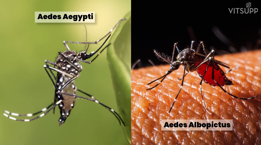 Mosquitoes - Aedes albopictus &amp; Aedes aegypti