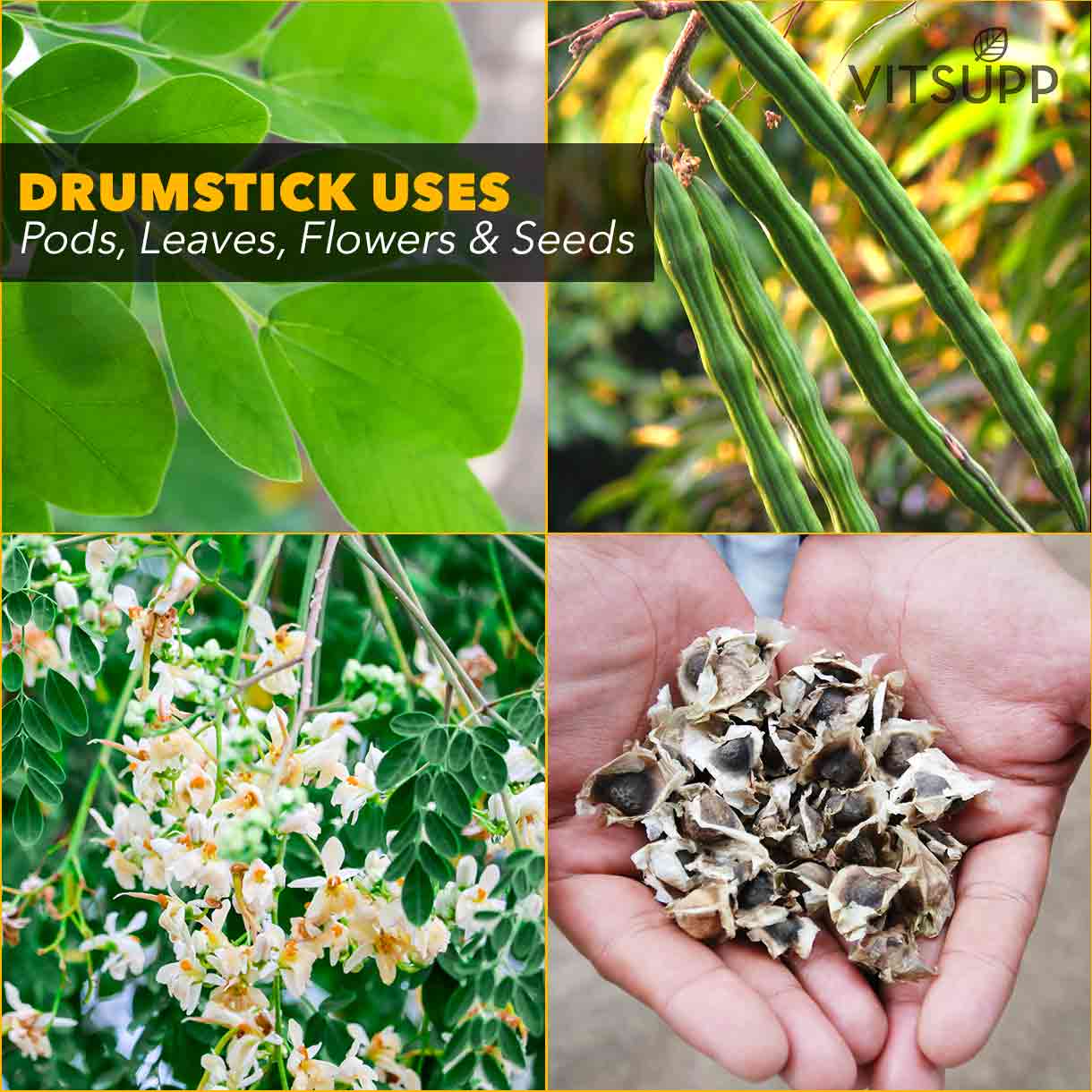 what is a drumstick tree uses