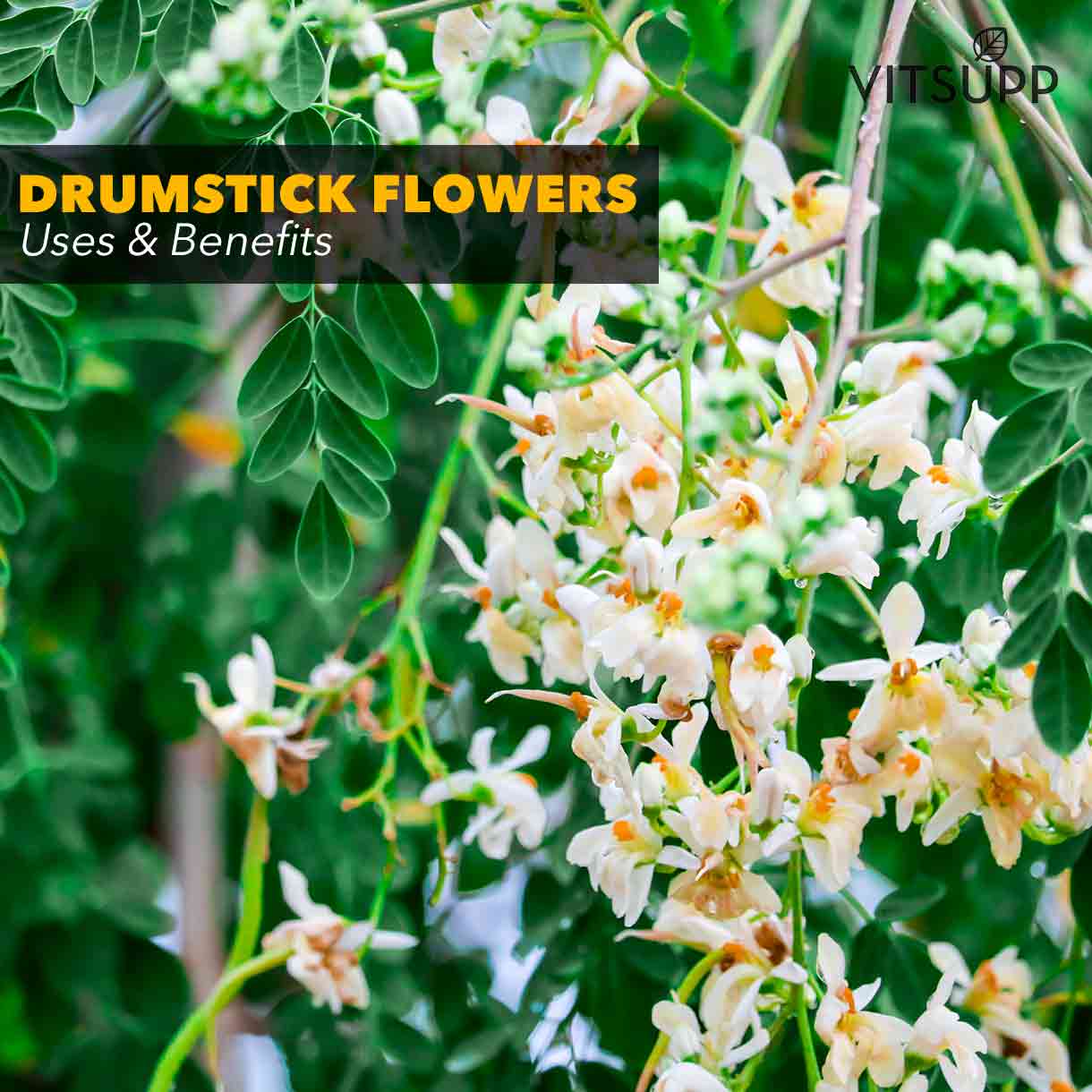 what is drumstick flowers benefits