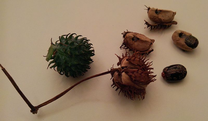 Castor Seed or bean in Hindi