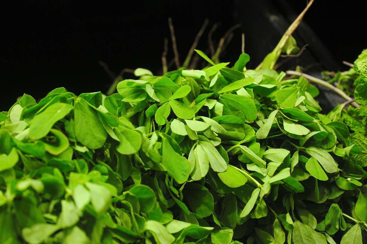 What is Fenugreek Leaves