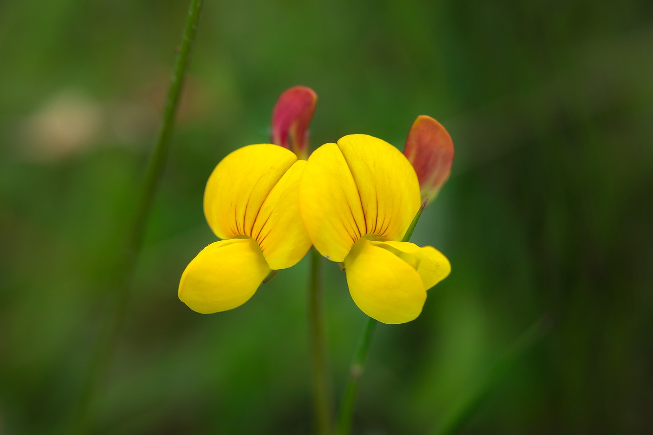 fenugreek flower fenugreek plant flower