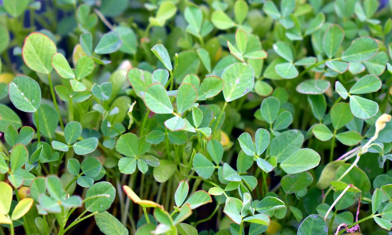 what is fenugreek plant