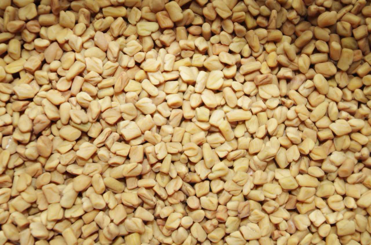 what is fenugreek seeds