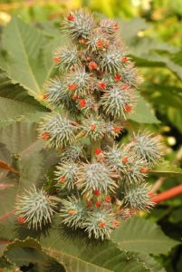 Castor Fruits on Castor Plant in Hindi