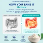 Infographic explaining the role of dietary fat and MCT oil in vitamin D absorption