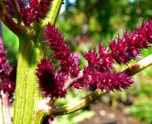 Amaranth plant for healthy alternative to wheat