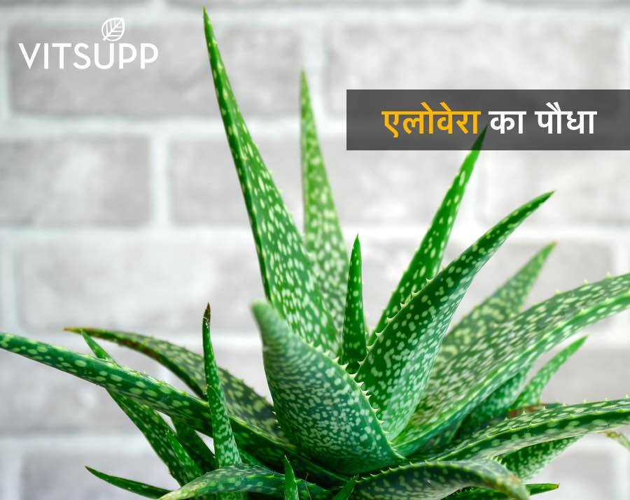aloe vera juice peene ke fayde hindi me