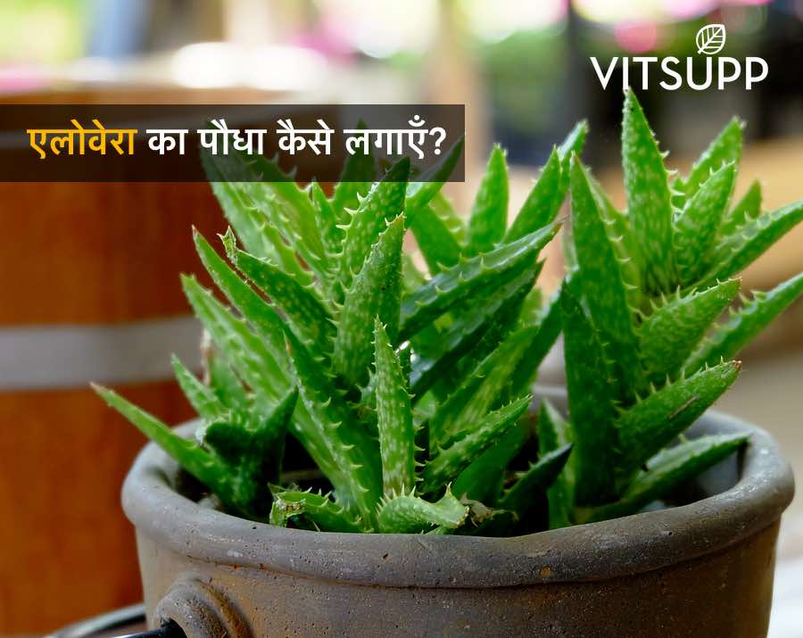 aloe vera ka paudha aloe vera ke fayde bataye