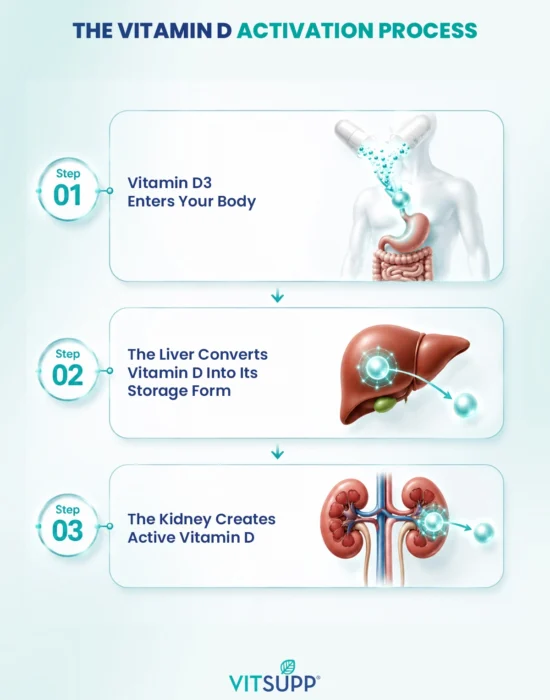 How Your Body Activates Vitamin D